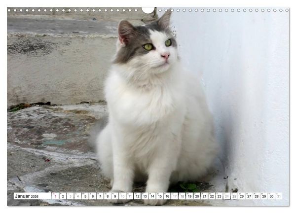Produktbild: Katzen der Kykladen (Wandkalender 2026 DIN A3 quer), CALVENDO Monatskalender