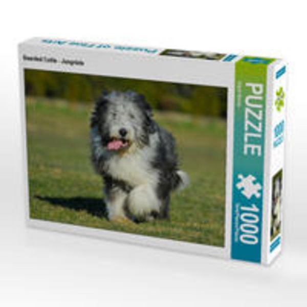 CALVENDO Puzzle Bearded Collie - Jungrüde | 1000 Teile Lege-Größe 64x48cm Foto-Puzzle für glückliche Stunden
