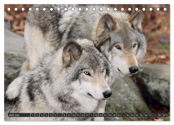 Produktbild: W&ouml;lfe. Graue Eminenzen (Tischkalender 2026 DIN A5 quer), CALVENDO Monatskalender