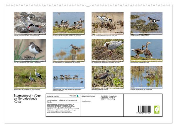 Produktbild: Sturmerprobt - V&ouml;gel an Nordfrieslands K&uuml;ste (hochwertiger Premium Wandkalender 2026 DIN A2 quer), Kunstdruck in Hochglanz