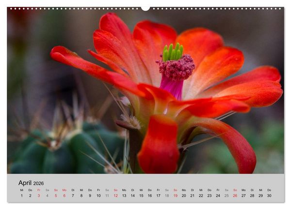 Produktbild: Bl&uuml;tensymphonie - Kakteen und Sukkulenten (hochwertiger Premium Wandkalender 2026 DIN A2 quer), Kunstdruck in Hochglanz