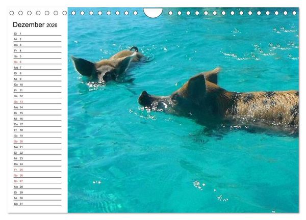 Produktbild: Schwimmende Schweine (Wandkalender 2026 DIN A4 quer), CALVENDO Monatskalender