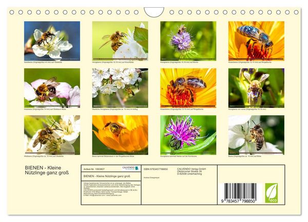 Produktbild: BIENEN - Kleine N&uuml;tzlinge ganz gro&szlig; (Wandkalender 2026 DIN A4 quer), CALVENDO Monatskalender