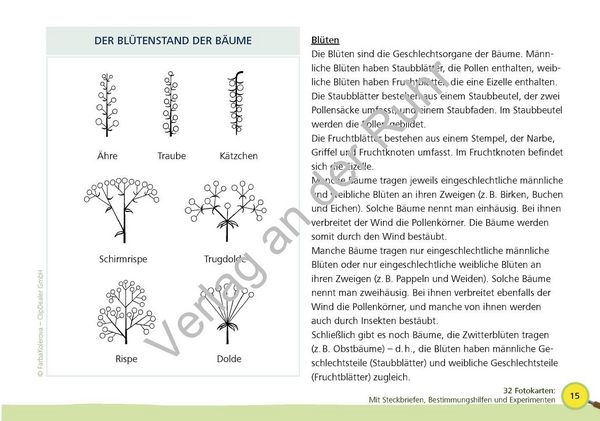 Produktbild: Paket: Heimische B&auml;ume