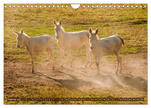Produktbild: Liebenswerte Langohren - Die Sch&ouml;nheit der Esel (Wandkalender 2026 DIN A4 quer), CALVENDO Monatskalender