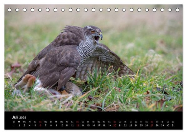Falknerei Der Habicht (Tischkalender 2025 DIN A5 quer), CALVENDO Monatskalender