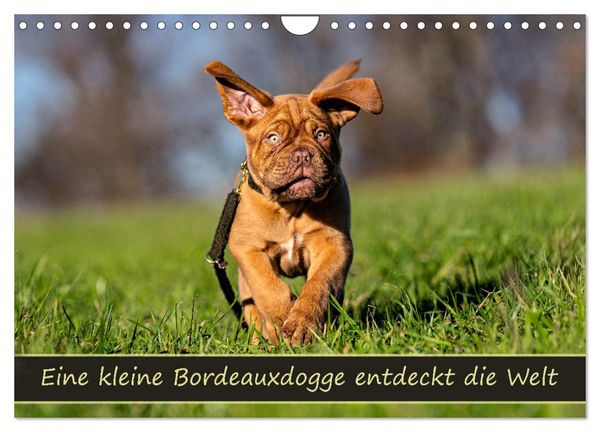 Produktbild: Eine kleine Bordeauxdogge entdeckt die Welt (Wandkalender 2026 DIN A4 quer), CALVENDO Monatskalender