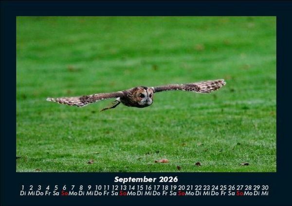Produktbild: Der Tierkalender 2026 Fotokalender DIN A5