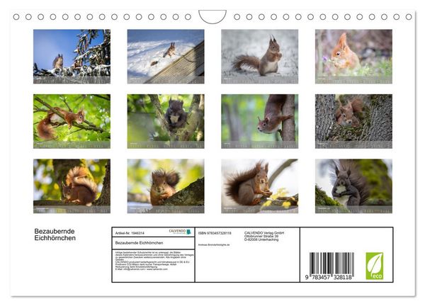 Produktbild: Bezaubernde Eichh&ouml;rnchen (Wandkalender 2026 DIN A4 quer), CALVENDO Monatskalender