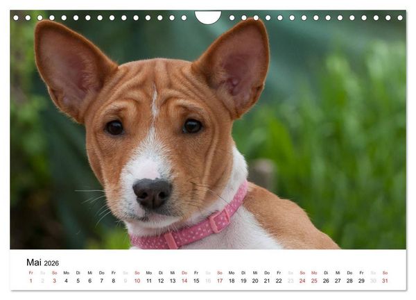 Produktbild: Bezaubernde Basenji-Welpen (Wandkalender 2026 DIN A4 quer), CALVENDO Monatskalender