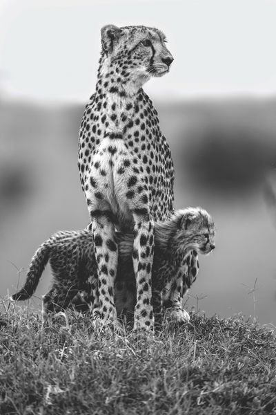 Produktbild: Die Seele Afrikas