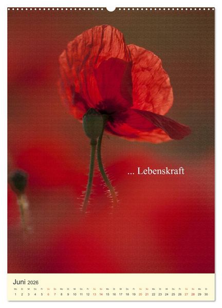 Produktbild: flowers (hochwertiger Premium Wandkalender 2026 DIN A2 hoch), Kunstdruck in Hochglanz