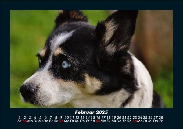 Produktbild: Hunde 2025 Fotokalender DIN A5