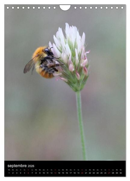 Produktbild: Les abeilles et bourdons de Provence (Calendrier mural 2026 DIN A4 horizontal), CALVENDO calendrier mensuel