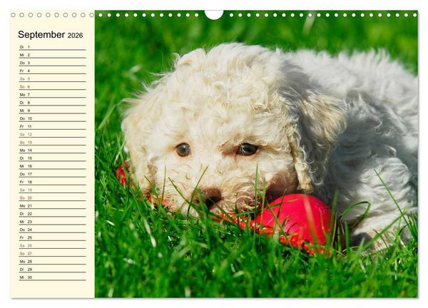 Produktbild: Lagotto Romagnolo - Italienischer Tr&uuml;ffelhund (Wandkalender 2026 DIN A3 quer), CALVENDO Monatskalender