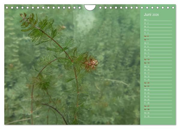 Produktbild: Baggersee - die gr&uuml;ne Welt (Wandkalender 2026 DIN A4 quer), CALVENDO Monatskalender