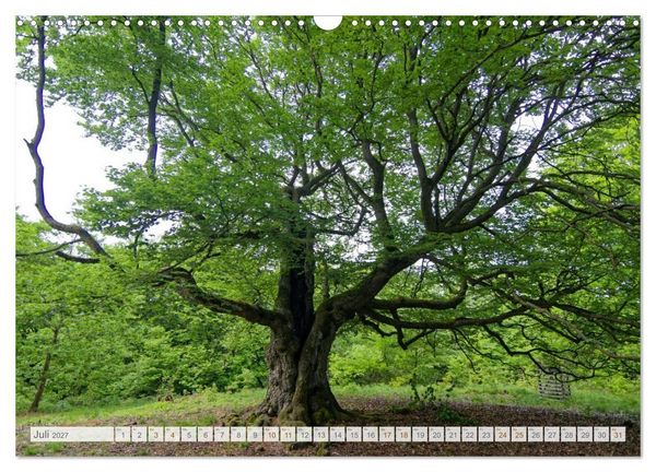 Produktbild: Hutewald Halloh - Baumriesen aus vergangenen Zeiten (Wandkalender 2027 DIN A3 quer), CALVENDO Monatskalender