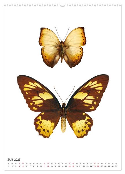 Produktbild: Die sch&ouml;nsten Insekten (hochwertiger Premium Wandkalender 2026 DIN A2 hoch), Kunstdruck in Hochglanz