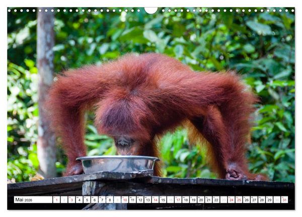 Produktbild: Orang Utans von Borneo Tierkalender 2026 (Wandkalender 2026 DIN A3 quer), CALVENDO Monatskalender