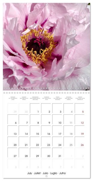 Produktbild: Peonies as painted (Wall Calendar 2026 12 &times; 12 Inch) CALVENDO 12 Month Wall Calendar