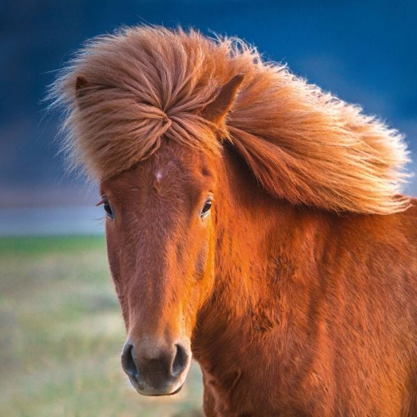 Produktbild: Magic Horses 2027