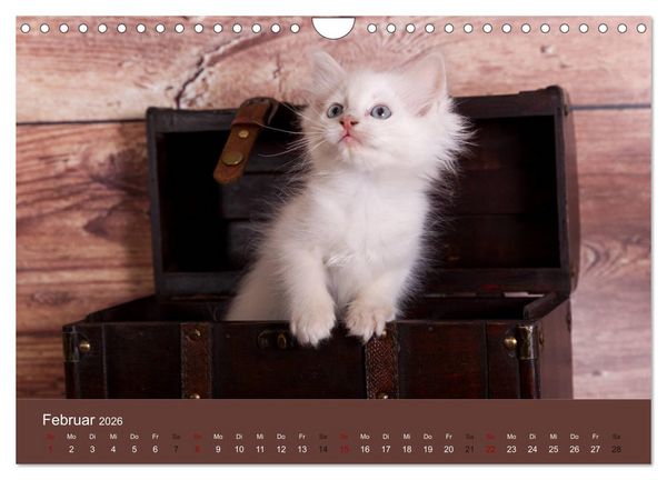 Produktbild: Verspielte Ragdolls - Sanfte Katzen in seidigem Haarkleid (Wandkalender 2026 DIN A4 quer), CALVENDO Monatskalender