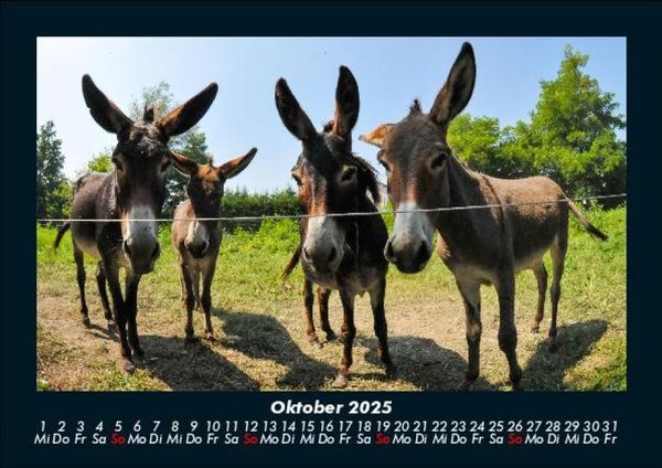 Produktbild: Welt der Tiere 2025 Fotokalender DIN A5