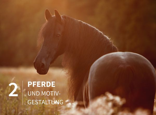Produktbild: Pferde stilvoll fotografieren