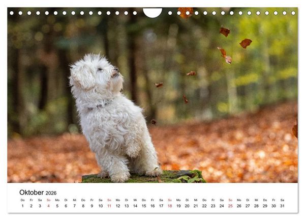 Produktbild: Moritz, der freche Malteser (Wandkalender 2026 DIN A4 quer), CALVENDO Monatskalender