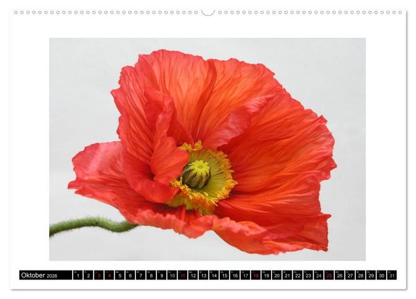 Produktbild: Mohn im Portr&auml;t (hochwertiger Premium Wandkalender 2026 DIN A2 quer), Kunstdruck in Hochglanz