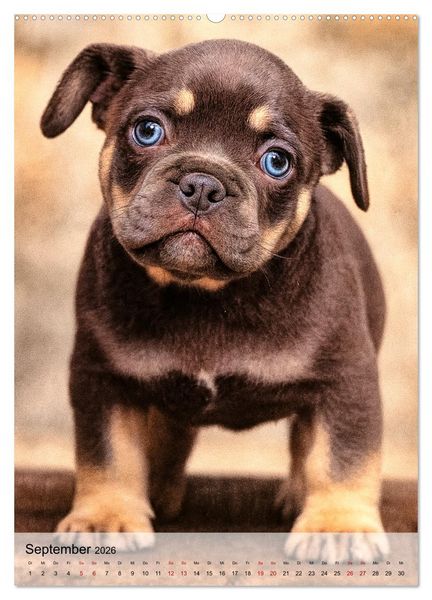 Produktbild: Frenchies Love &ndash; Kleine Schnuten ganz gro&szlig; - Franz&ouml;sische Bulldoggen Welpen unwiderstehlich s&uuml;&szlig; (Wandkalender 2026 DIN A2 hoch), CALVENDO Monatskalender