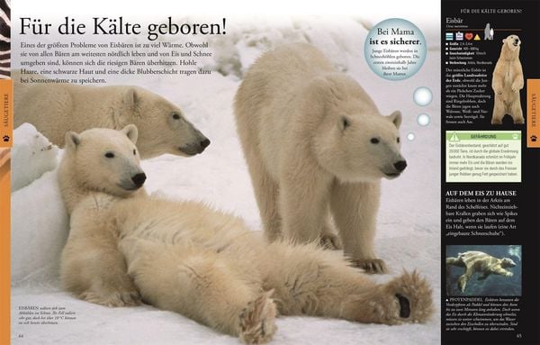Produktbild: Wissen f&uuml;r clevere Kids. Tiere f&uuml;r clevere Kids