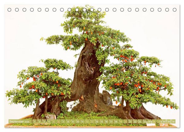 Produktbild: Gartenkunst aus Japan: Bonsai (Tischkalender 2026 DIN A5 quer), CALVENDO Monatskalender