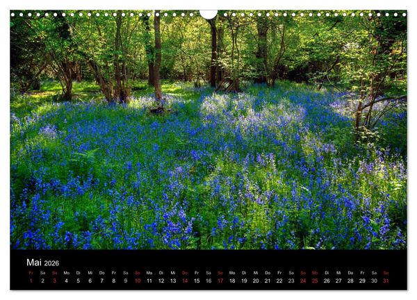 Produktbild: New Forest - England (Wandkalender 2026 DIN A3 quer), CALVENDO Monatskalender