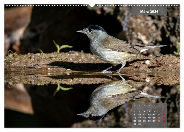 Produktbild: SINGV&Ouml;GEL - Die pr&auml;chtigen S&auml;nger in sch&ouml;nem Ambiente (hochwertiger Premium Wandkalender 2026 DIN A2 quer), Kunstdruck in Hochglanz