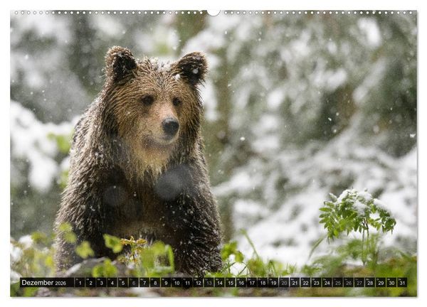 Produktbild: Braunb&auml;ren in Europa (hochwertiger Premium Wandkalender 2026 DIN A2 quer), Kunstdruck in Hochglanz