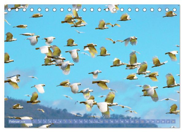 Produktbild: Farbenfrohe Papageien (Tischkalender 2026 DIN A5 quer), CALVENDO Monatskalender