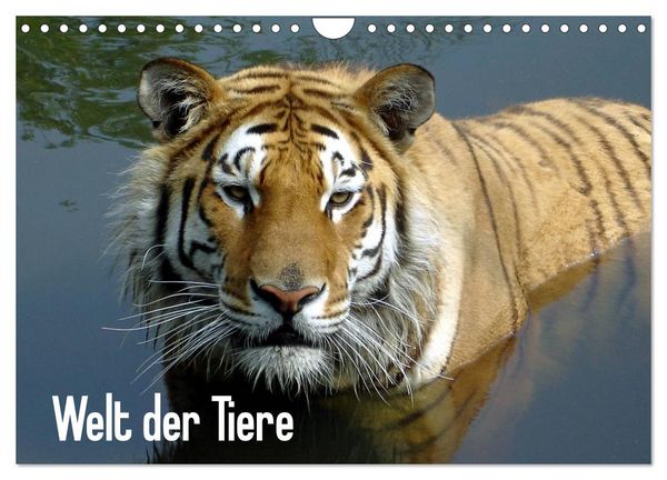 Produktbild: Welt der Tiere (Wandkalender 2026 DIN A4 quer), CALVENDO Monatskalender