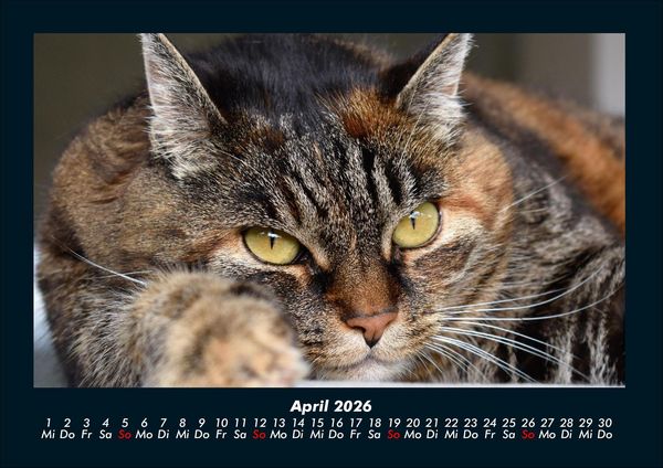 Produktbild: F&uuml;r Katzenfreunde 2026 Fotokalender DIN A4