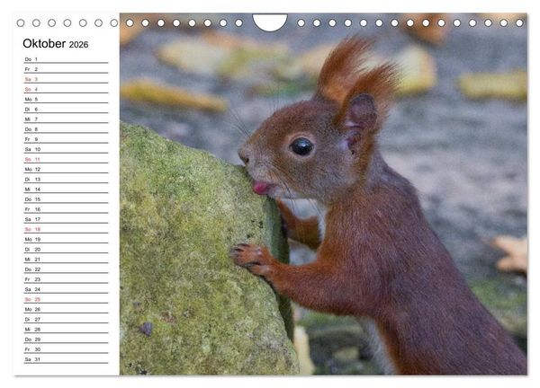 Produktbild: Guck mal, ein Eichh&ouml;rnchen! (Wandkalender 2026 DIN A4 quer), CALVENDO Monatskalender