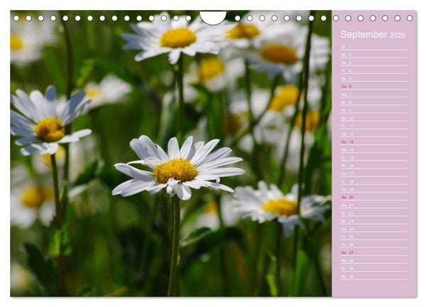 Produktbild: Blumenfreude (Wandkalender 2026 DIN A4 quer), CALVENDO Monatskalender