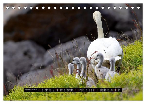 Produktbild: V&ouml;gel auf Island (Tischkalender 2026 DIN A5 quer), CALVENDO Monatskalender