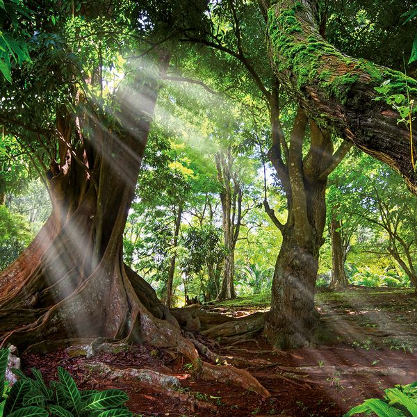 Produktbild: Deep Forest 2024