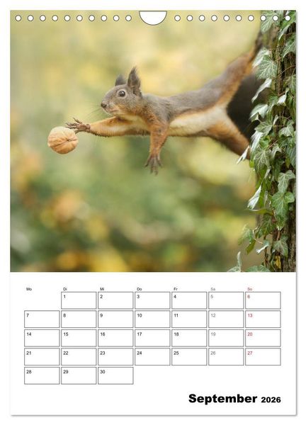 Produktbild: Die kleine Welt der Eichh&ouml;rnchen in Regensburg (Wandkalender 2026 DIN A4 hoch), CALVENDO Monatskalender