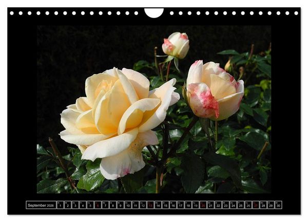 Produktbild: Im Duft der Rosen (Wandkalender 2026 DIN A4 quer), CALVENDO Monatskalender