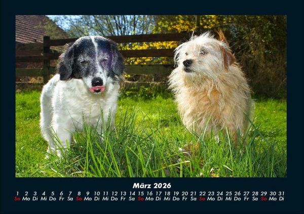 Produktbild: Hundezauber 2026 Fotokalender DIN A4