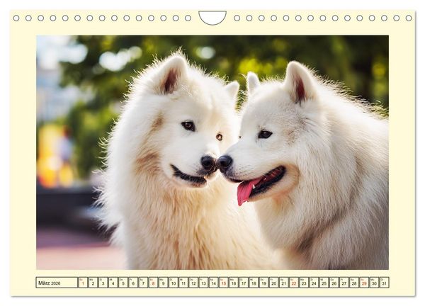 Produktbild: Flauschige Samojeden. Zauberhafte Wolken auf vier Pfoten (Wandkalender 2026 DIN A4 quer), CALVENDO Monatskalender