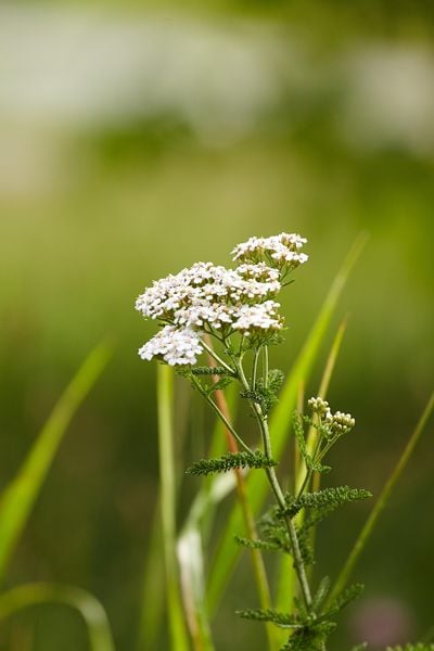 Produktbild: Gesunde Wildkr&auml;uter aus meinem Garten