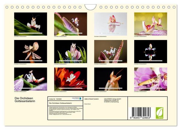 Produktbild: Die Orchideen Gottesanbeterin (Wandkalender 2026 DIN A4 quer), CALVENDO Monatskalender