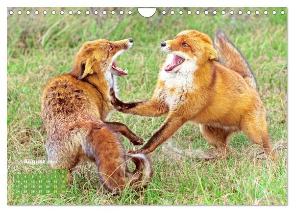 Produktbild: Der Fuchs: Kluger J&auml;ger (Wandkalender 2026 DIN A4 quer), CALVENDO Monatskalender
